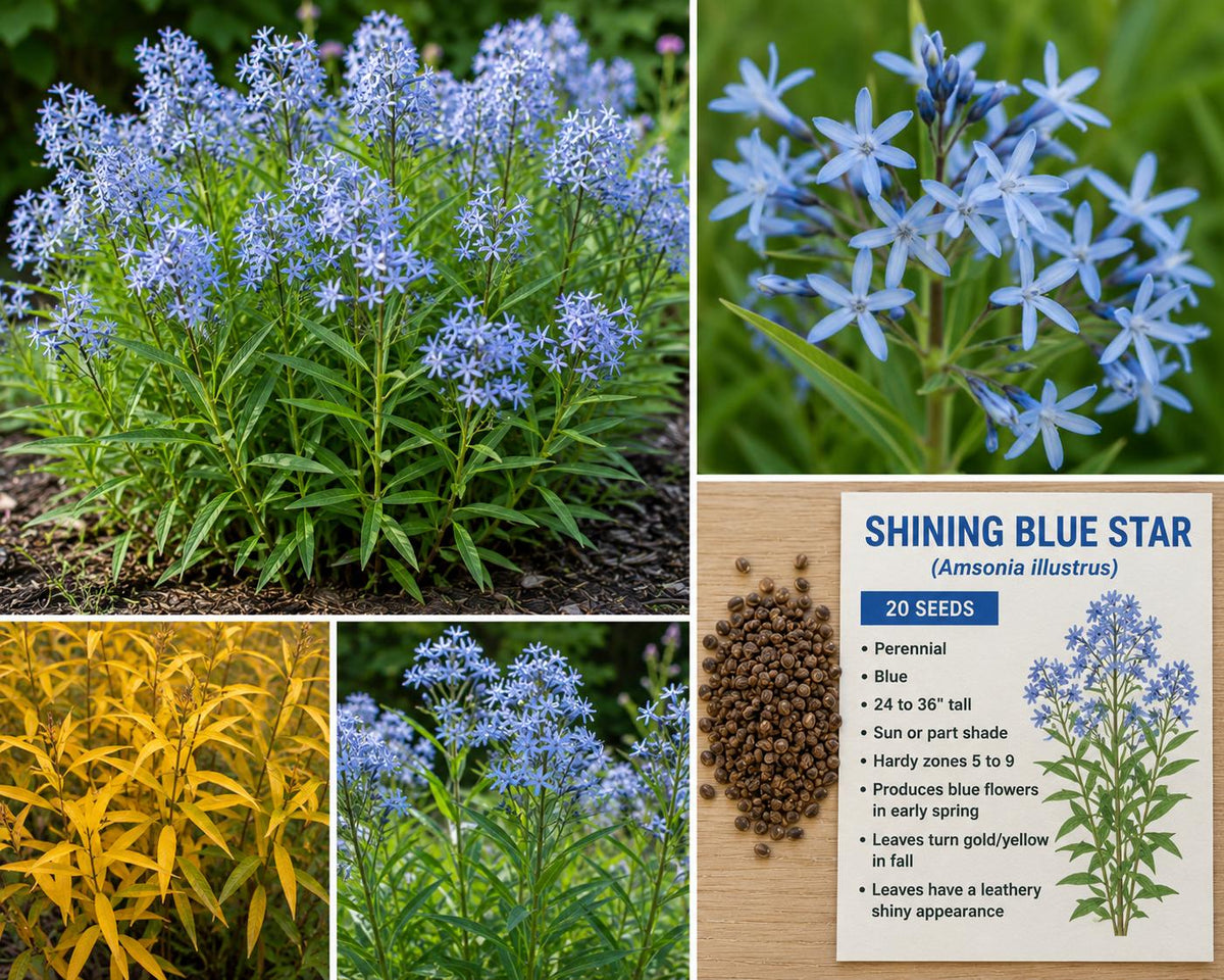 Shining Blue Star Seeds – Amsonia illustris Perennial Blue Flower for Garden Borders and Naturalized Landscapes