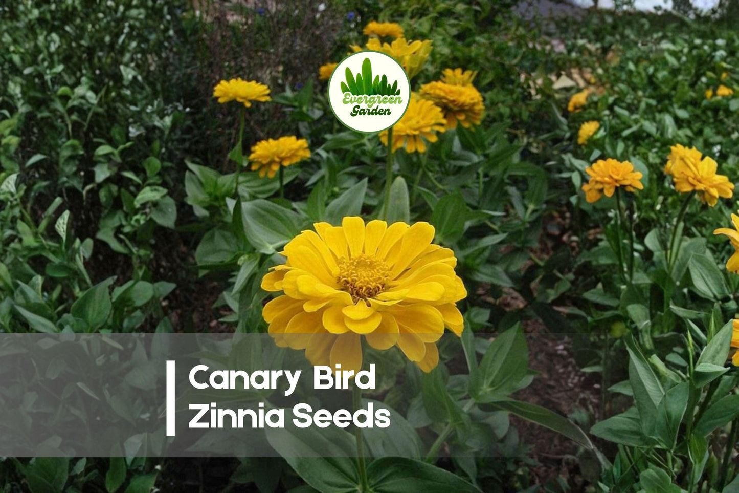 Canary Bird Zinnia Seeds, Bright Yellow, Annual Flower, Zinnia elegans, 100+ Seeds for Garden Beds, Borders & Cut Flowers