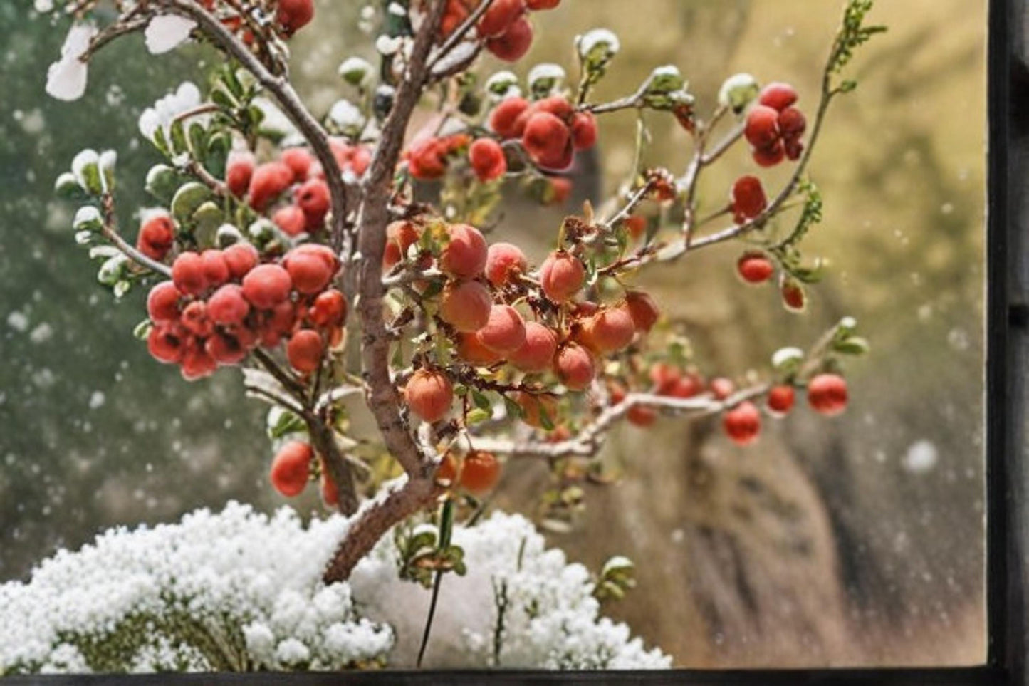 Desert Peach Seeds – Native Shrub Prunus andersonii for Xeriscape, Drought Tolerant, California & Nevada Native Plant