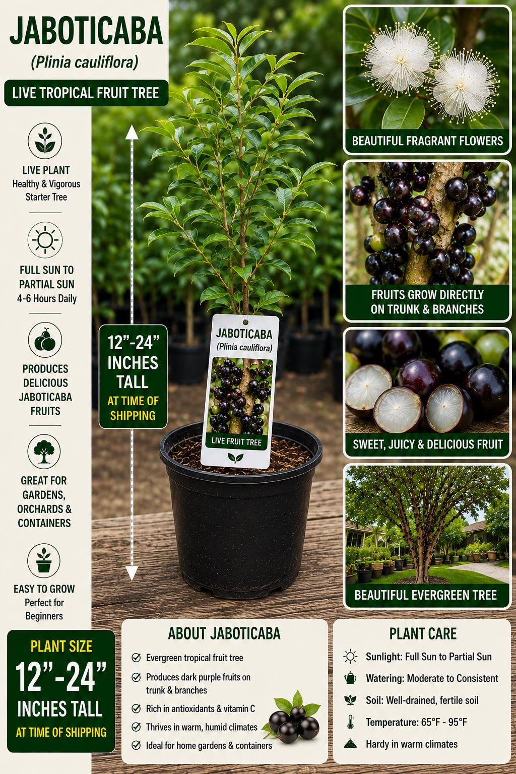 Jaboticaba Live Fruit Tree – 12–24 Inches Tall – Plinia cauliflora – Tropical Edible Tree for Garden or Landscape