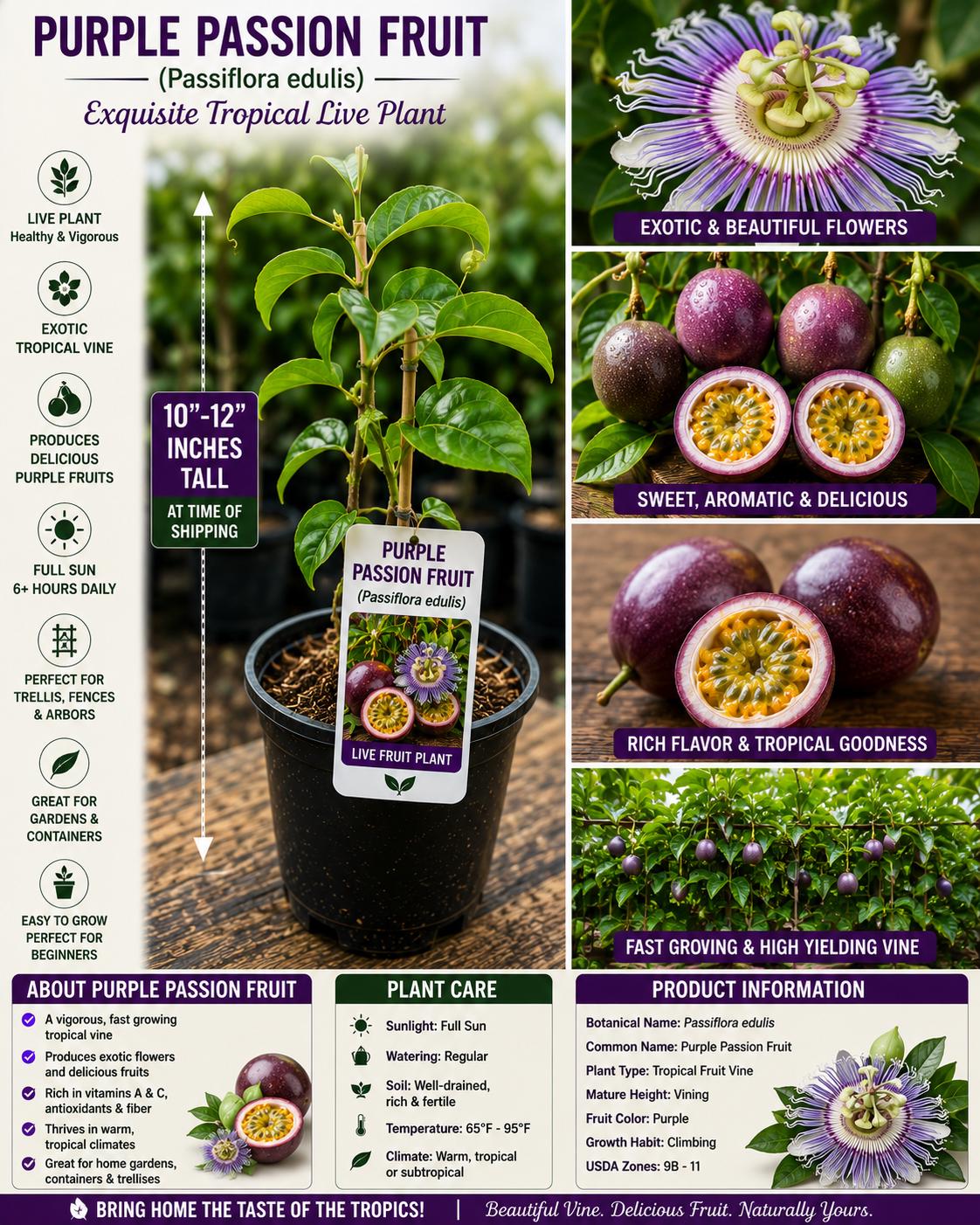 Purple Passion Fruit Live Plant – Passiflora edulis – Edible Tropical Vine, 10-12 Inches Tall