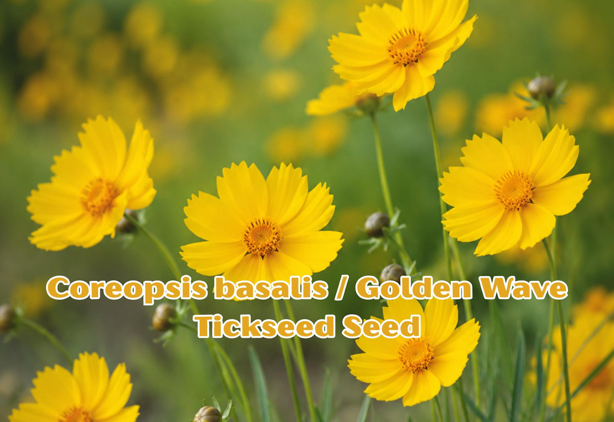 Coreopsis basalis Seeds – Golden Wave Tickseed Wildflower for Butterfly Gardens, Drought Tolerant, Bright Yellow Flowers