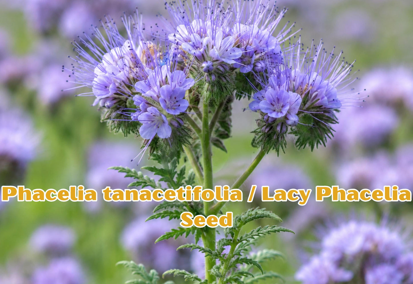 Lacy Phacelia Seeds – Bee-Friendly Wildflower for Pollinator Gardens, Cottage & Meadow Landscaping, Lavender Blue, 100 Seeds