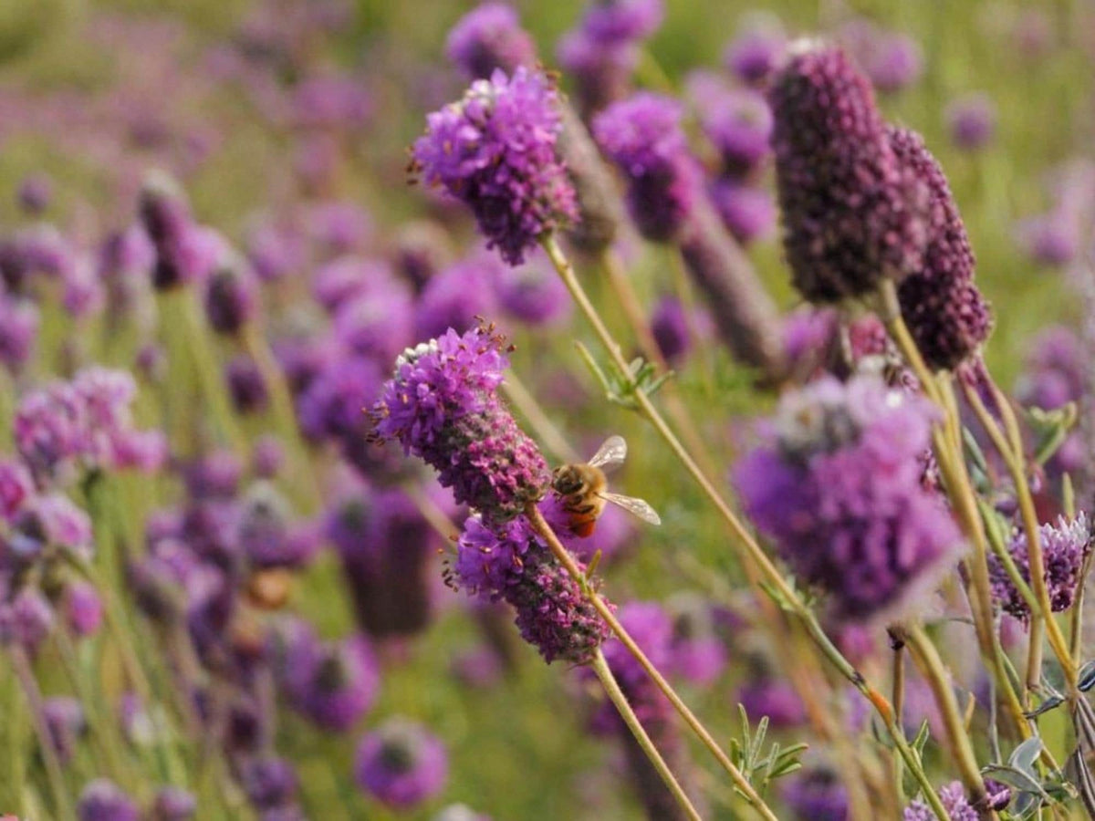 Purple Prairie Clover Seeds – Dalea purpurea Wildflower Seeds for Pollinator Gardens, Cottage Garden, Meadow, Natural Landscape