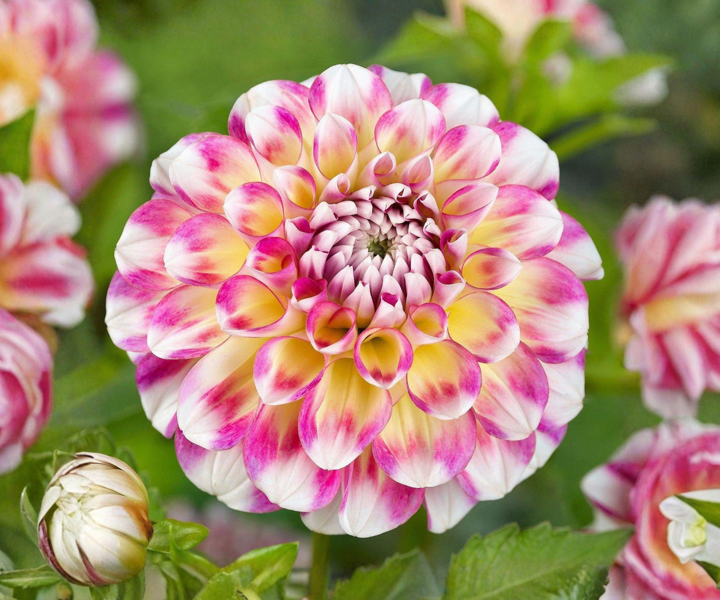 Dahlia Hawaii Tubers – Multicolor Pink Purple Yellow Flowering Bulbs for Summer Fall Garden & Cut Flowers