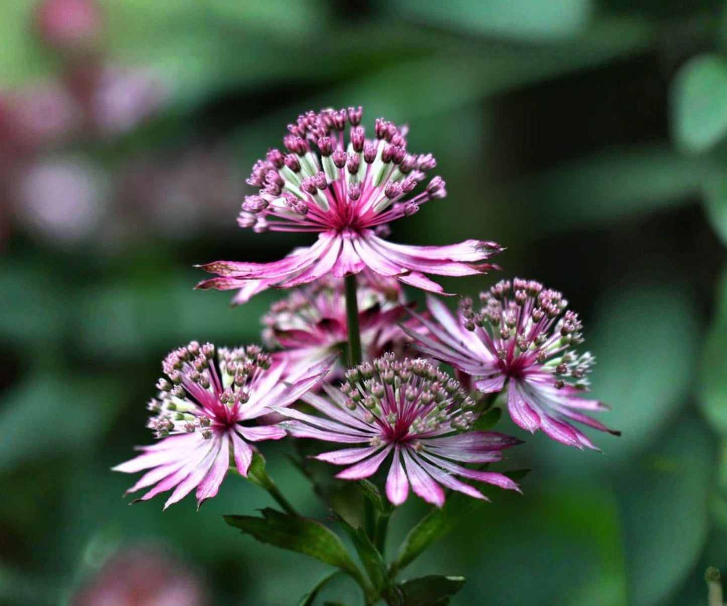 Astrantia Abbey Road Bare Root Plant – Burgundy Red Woodland Perennial, Zone 4-7, Herbaceous Flower, Cut Flower, Shade Garden