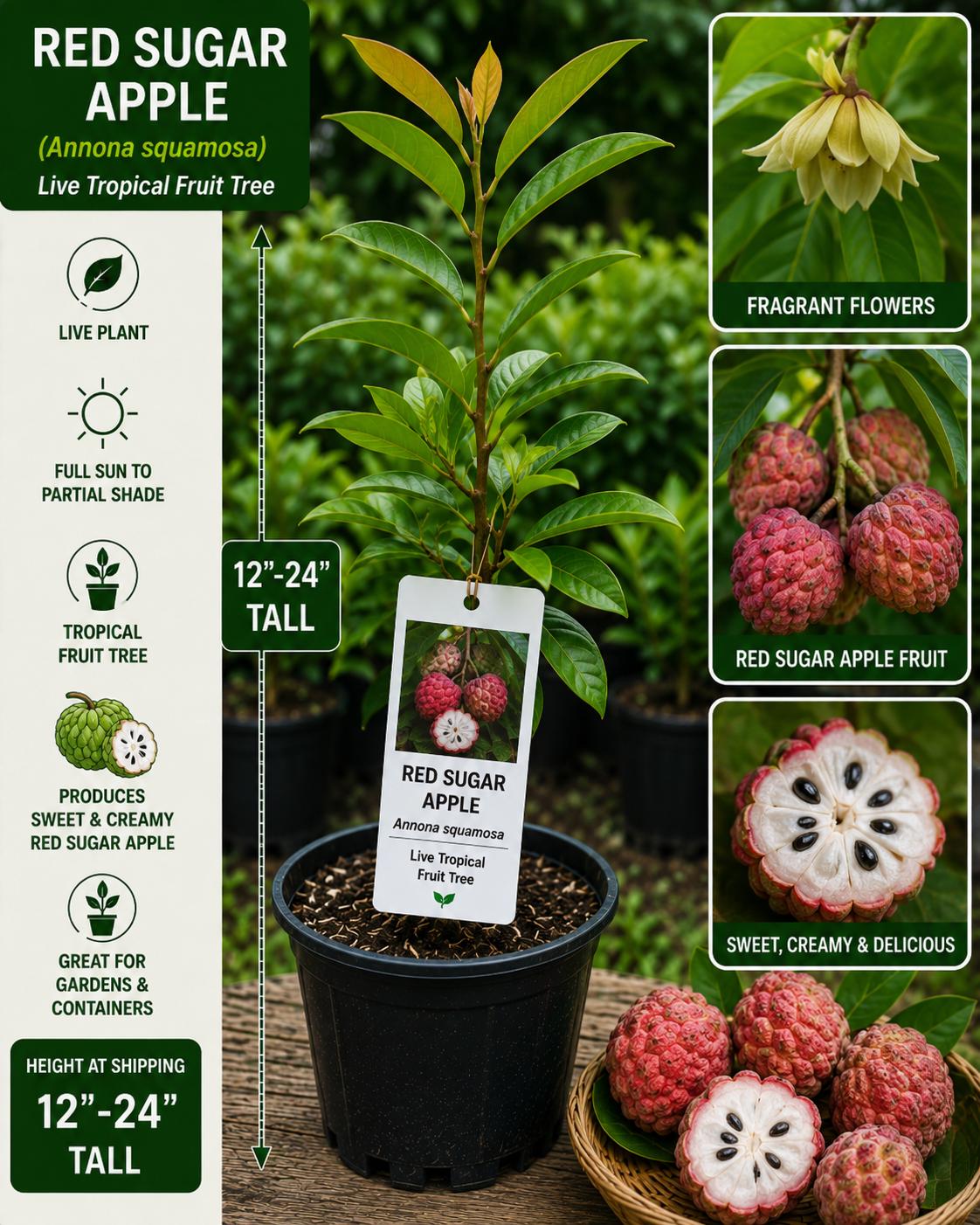 Red Sugar Apple Live Fruit Tree – Annona squamosa – Tropical Edible Tree, 12–24 Inches Tall