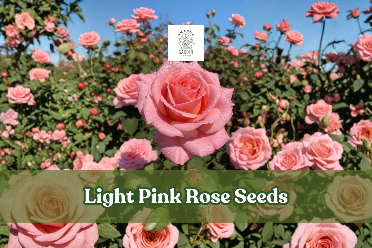 Light Pink Rose Seeds – Heirloom Rosa spp. Non-GMO Perennial Flower Seeds for Cottage Gardens, Borders & Cut Flowers