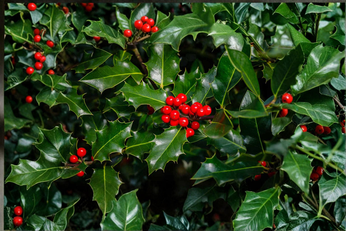 English Holly Seeds – Ilex aquifolium Evergreen Hedge Plant, Ornamental Shrubs for Landscaping and Privacy Screening