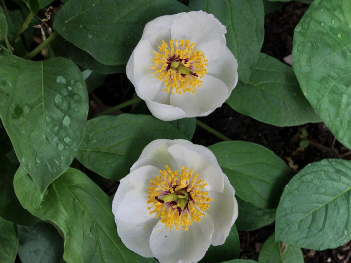 Japanese Woodland Peony Seeds | Paeonia Japonica | White Flowers | Perennial Garden Plant