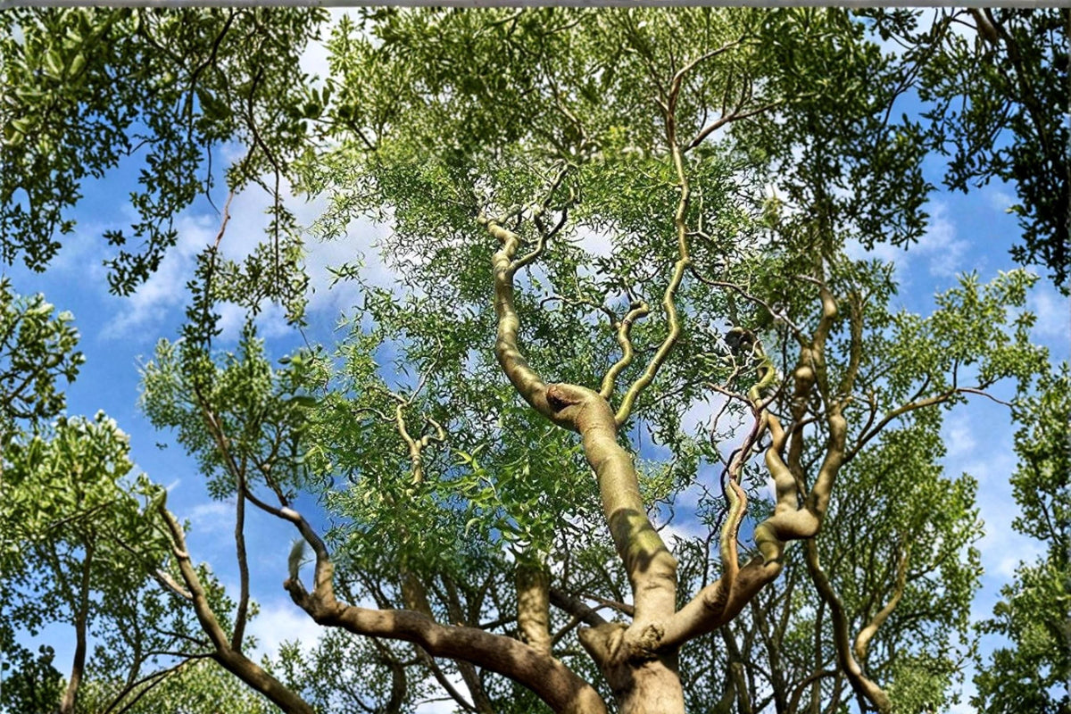 Corkscrew Willow Cuttings – Salix matsudana 'Tortuosa' Live Tree Starts, Ornamental Twisted Branches & Curled Foliage