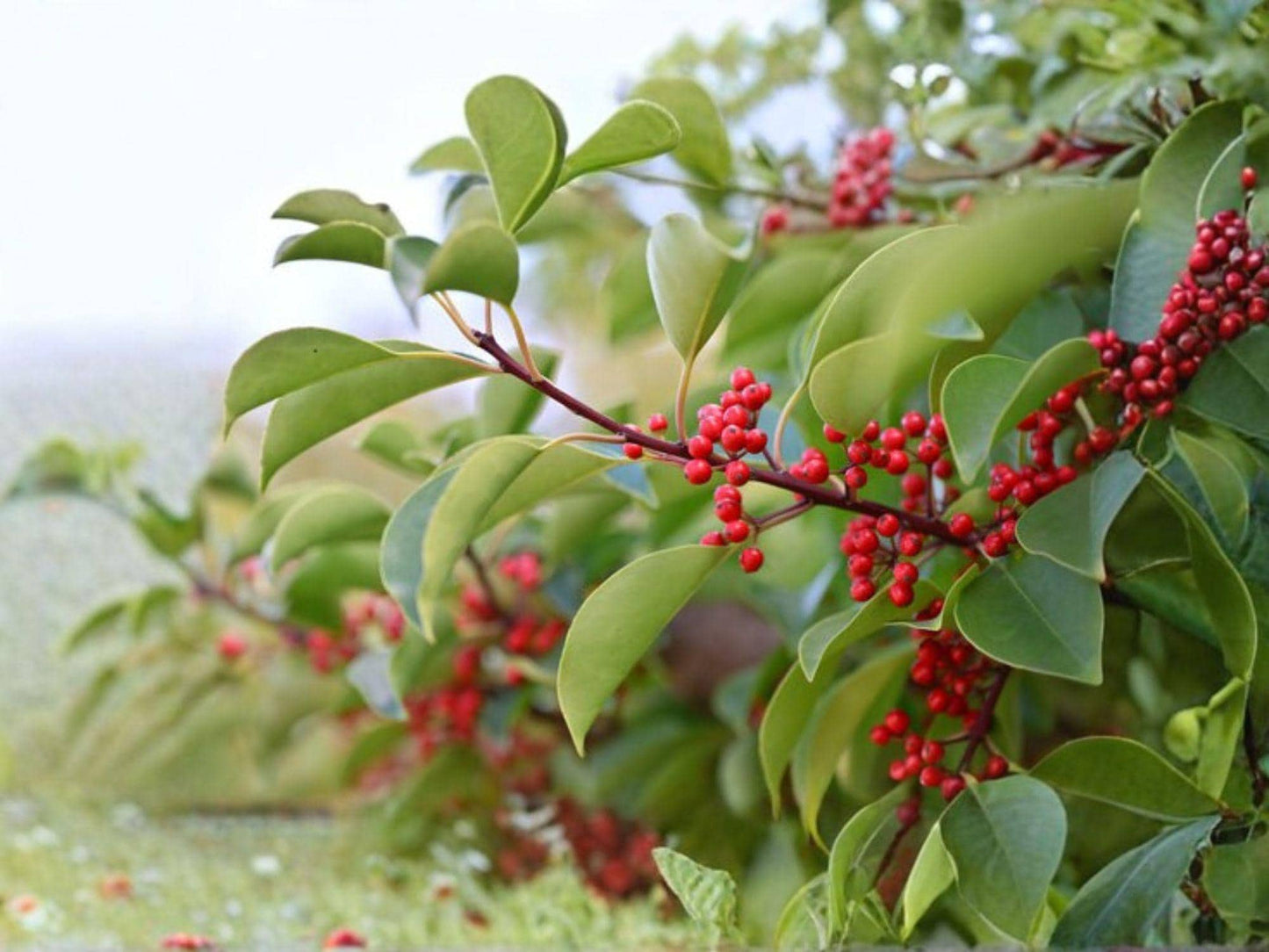 Kurogane Holly Seeds | Ilex rotunda Evergreen Tree | Ornamental Holly for Landscaping & Hedges