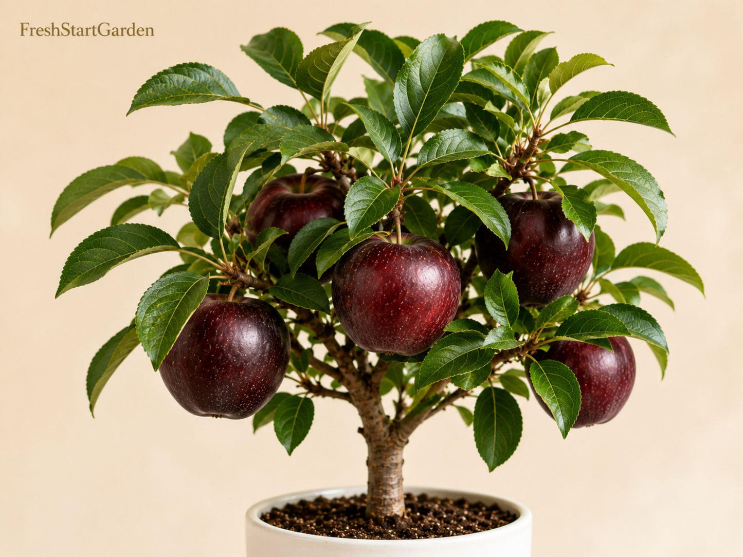 Arkansas Black Apple Tree Bare Root – Grafted Malus domestica, 12–18 Inches, Dark Red Apples, Heirloom Fruit Tree for Orchard & Edible Landscape