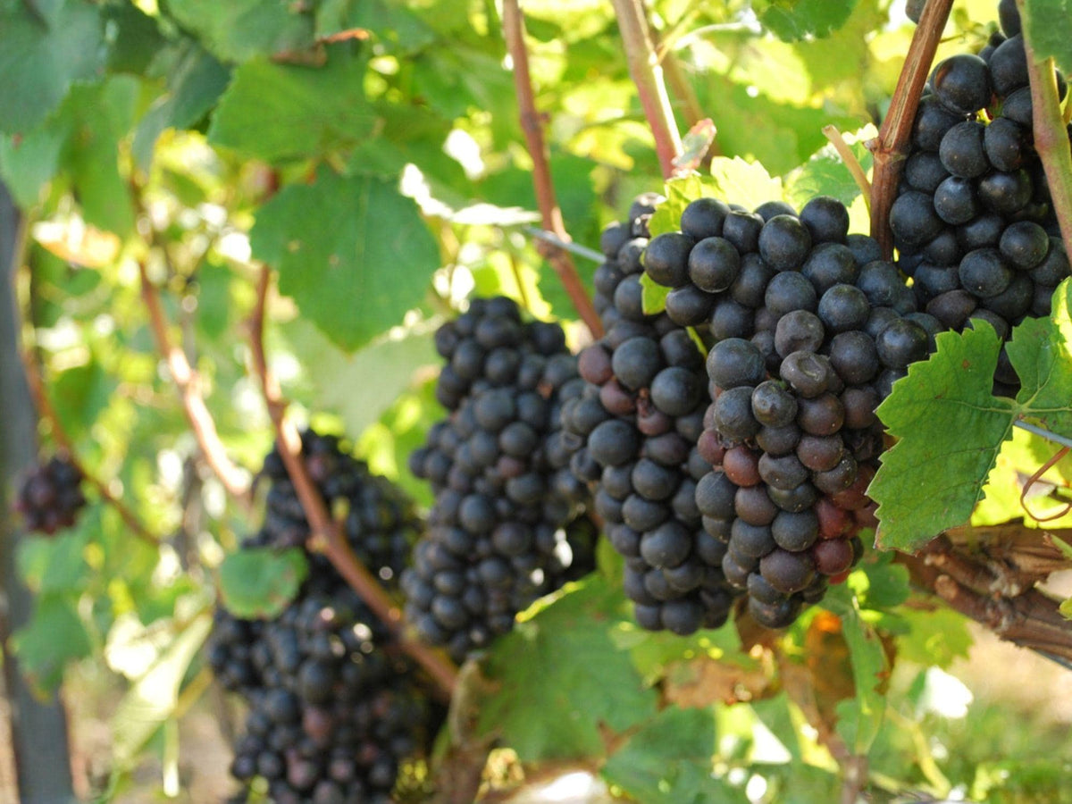 Native Muscadine Grape Vine 4 Inch Pot | Vitis rotundifolia | Climbing Fruit Vine for Edible Gardens