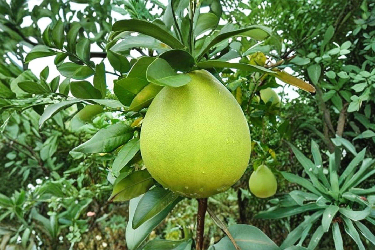 Nam Roi Pomelo Seeds – Citrus maxima Fruit Tree for Home Growing & Citrus Collection