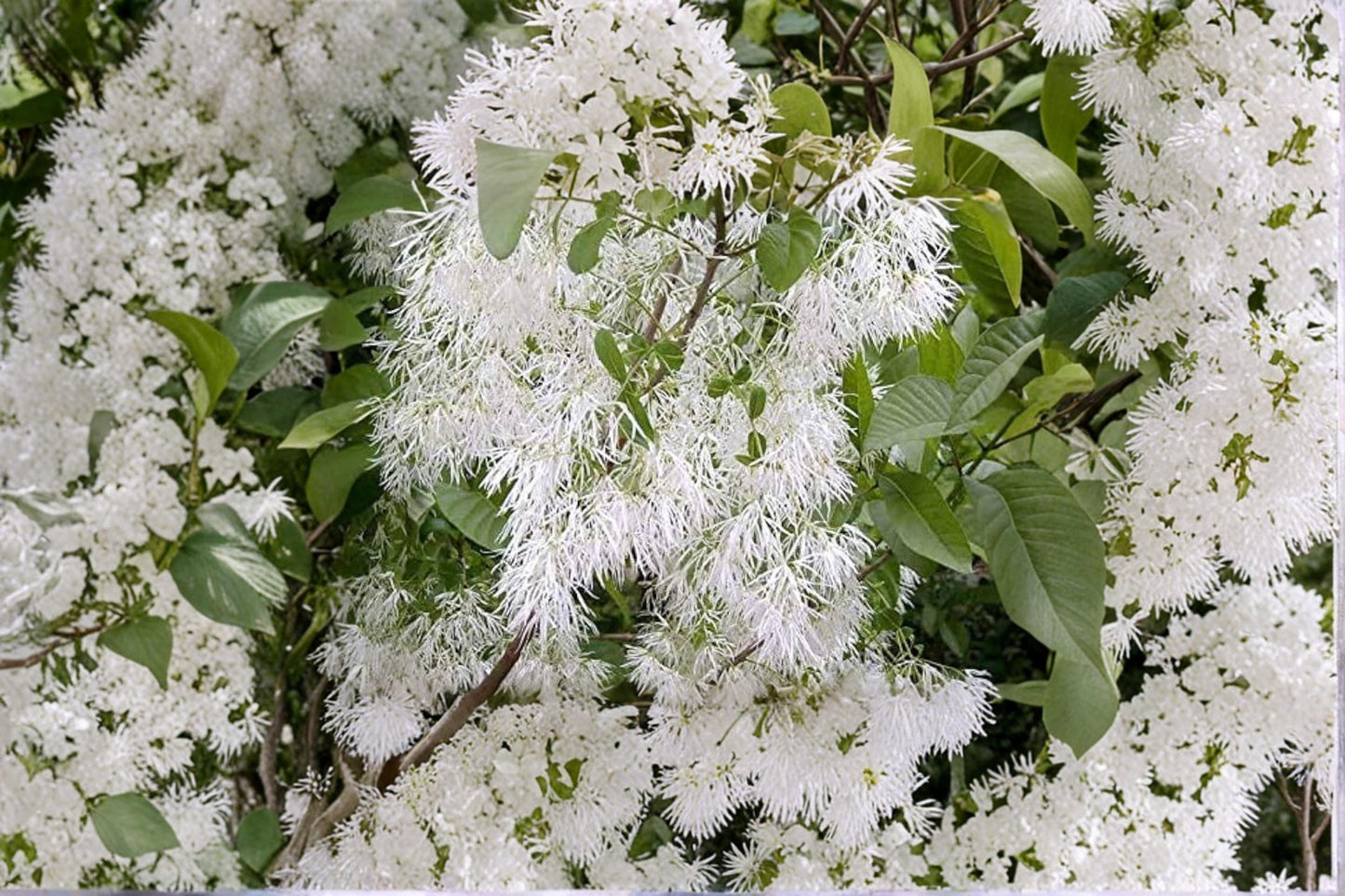White Fringe Tree Seeds – Chionanthus virginicus, Ornamental Flowering Tree, Native North American Landscape Plant