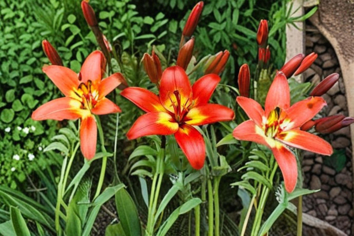 Forever Linda Lily Bulbs – Lilium Hybrid Crimson and Yellow Flowering Bulbs for Garden Borders and Landscape Plantings