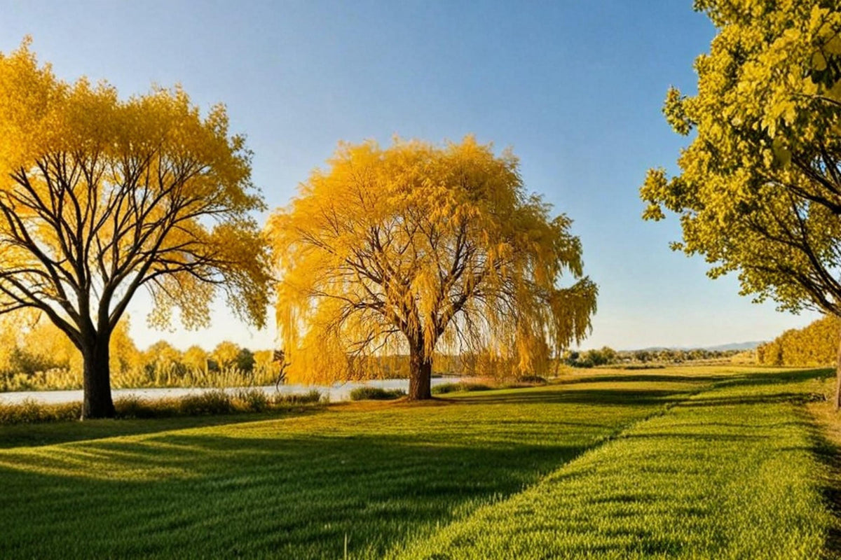 Gold Weeping Willow Cuttings – Salix alba 'Tristis' – Ornamental Fast-Growing Tree for Landscape & Bonsai