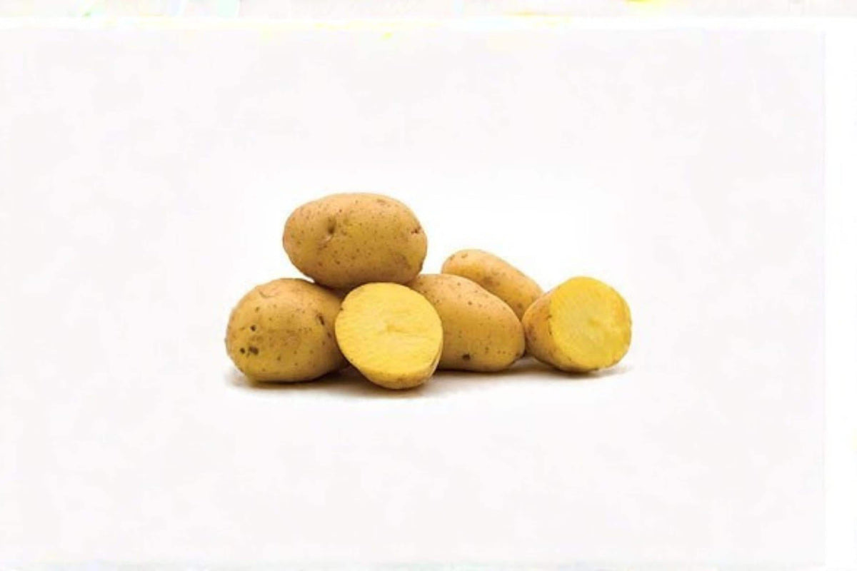 Yukon Gold Potato Tuber – Solanum tuberosum, Yellow Flesh, Garden Vegetable, Edible Root Crop, Seed Potato