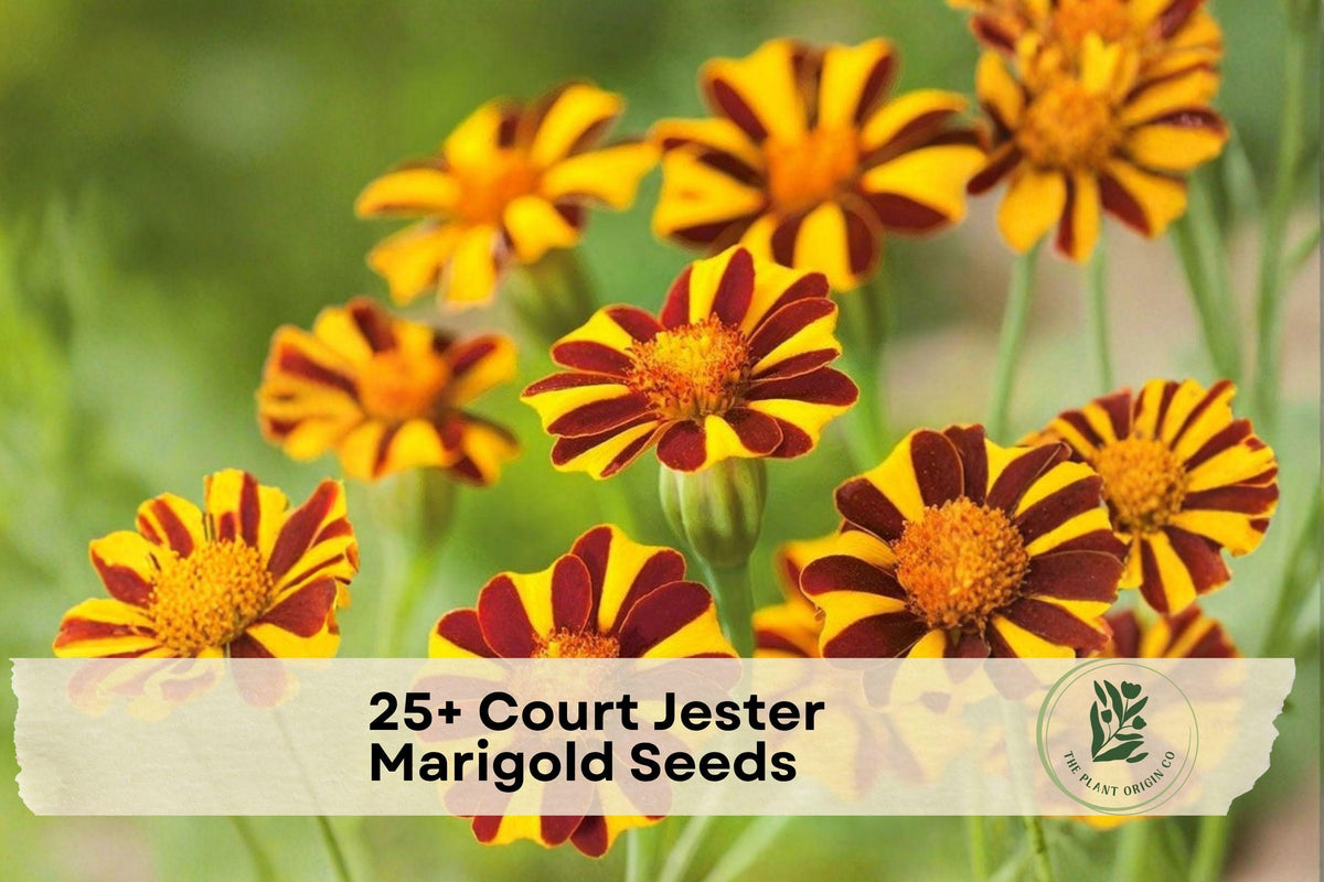 25+ Court Jester Marigold Seeds, French Tagetes patula, Bright Yellow, Gold & Red Blooms, Annual Flower for Borders & Containers