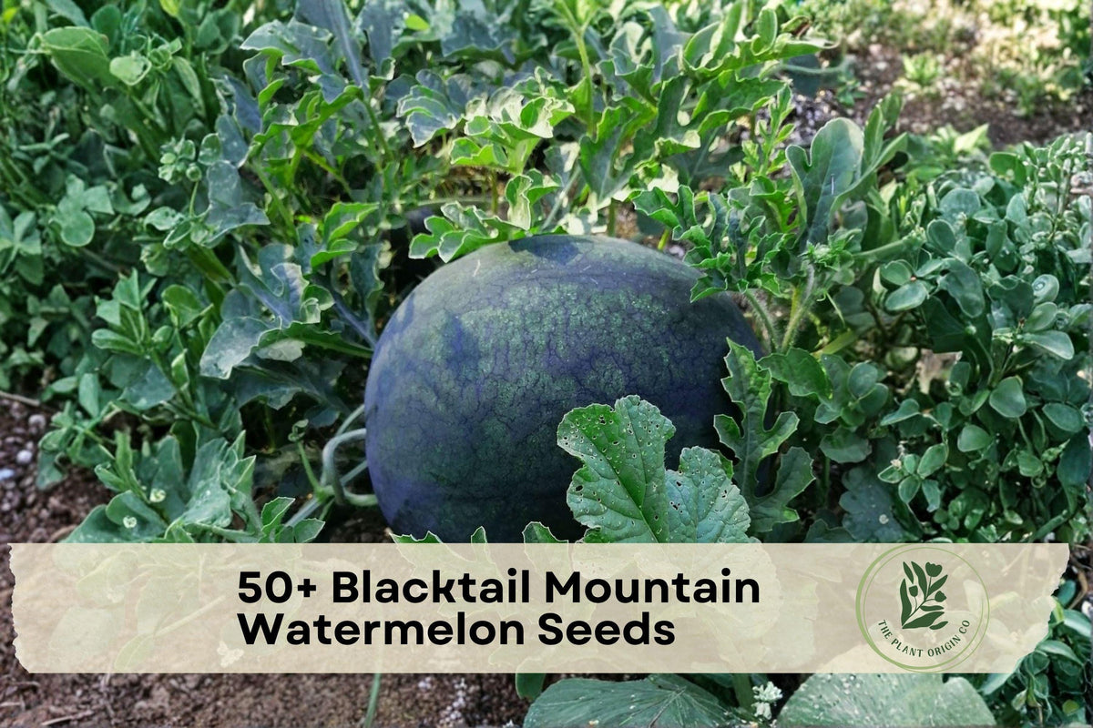 Blacktail Mountain Watermelon Seeds – Heirloom Citrullus lanatus, Sweet Red Flesh, Fruit Vine, 50+ Premium Seeds for Backyard Gardens