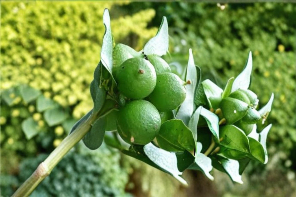 Key Lime Tree Seeds – Citrus aurantiifolia, Tropical Fruit-Bearing Plant for Indoor & Outdoor Growing