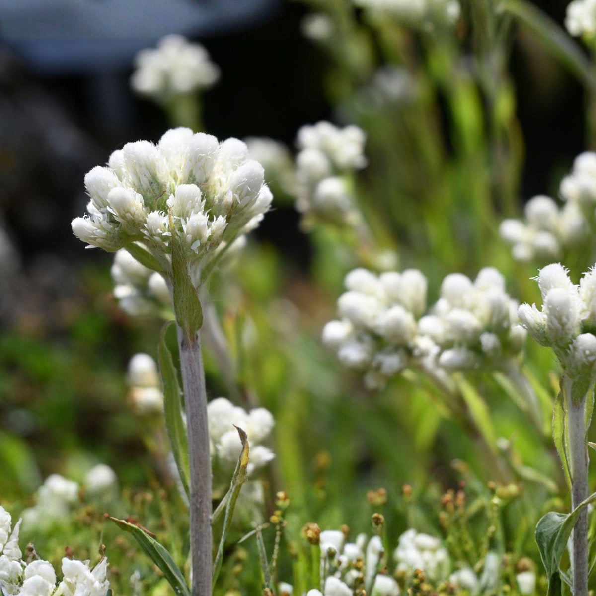 Pussytoes Seeds – Native Groundcover Wildflower, Antennaria plantaginifolia, Silvery White Fuzzy Flowers, Low-Growing Perennial, 100 Seeds