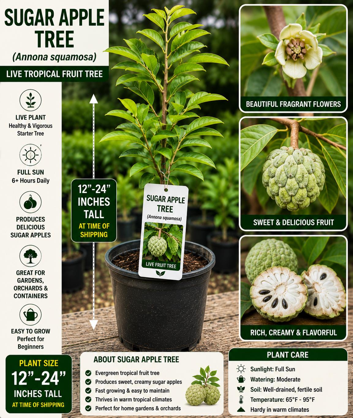 Sugar Apple Live Fruit Tree – Annona squamosa – Tropical Edible Tree – 12–24 Inches Tall – Evergreen Fruit Tree for Backyard Garden