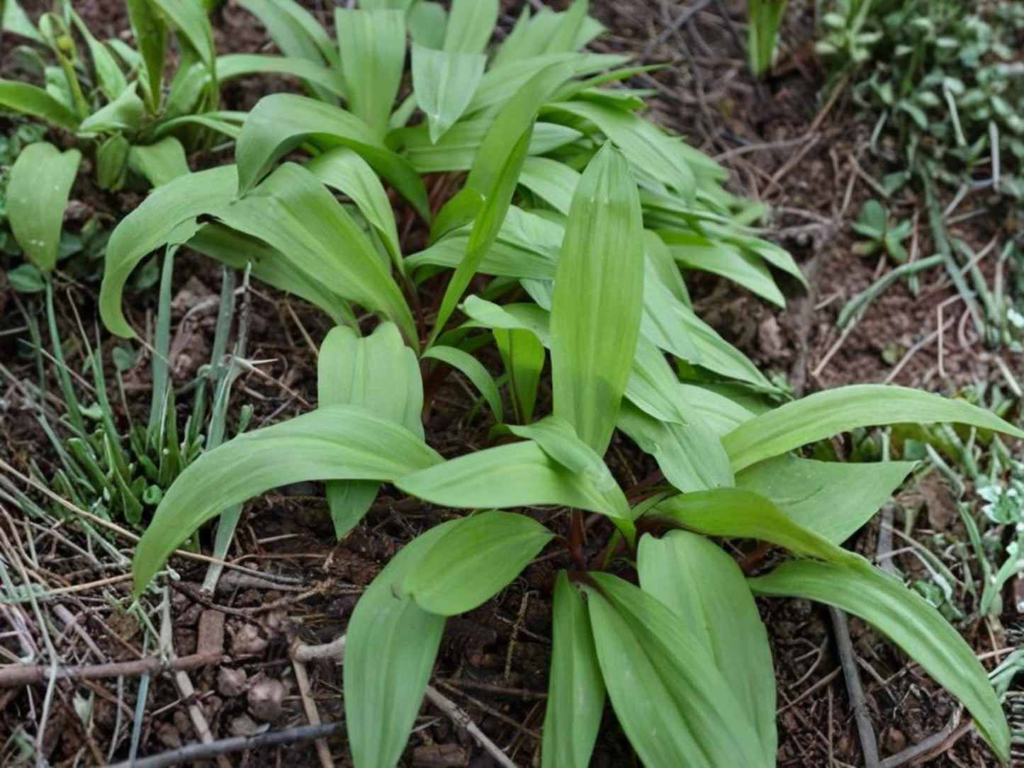 Wild Leek Seeds – Allium tricoccum Vegetable Seeds for Home Garden, Kitchen Garden, Raised Beds, Edible Plants