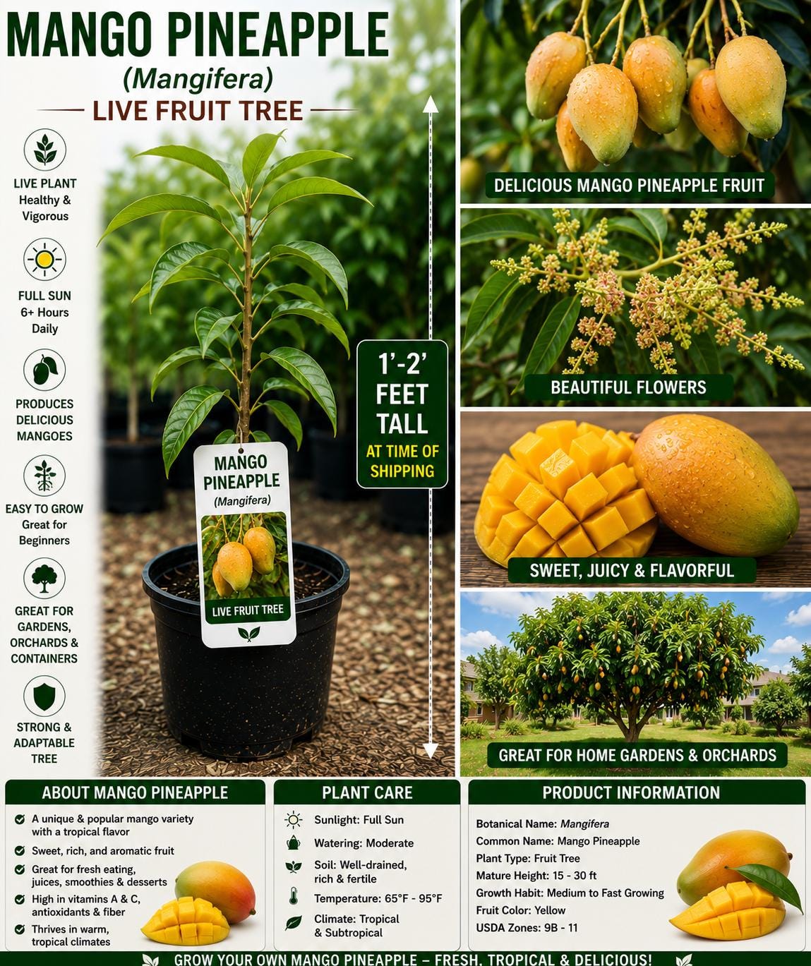 Mango Pineapple Live Fruit Tree – 1-2 Feet Tall – Tropical Mangifera – Edible Landscape, Home Orchard, Fruit Collection