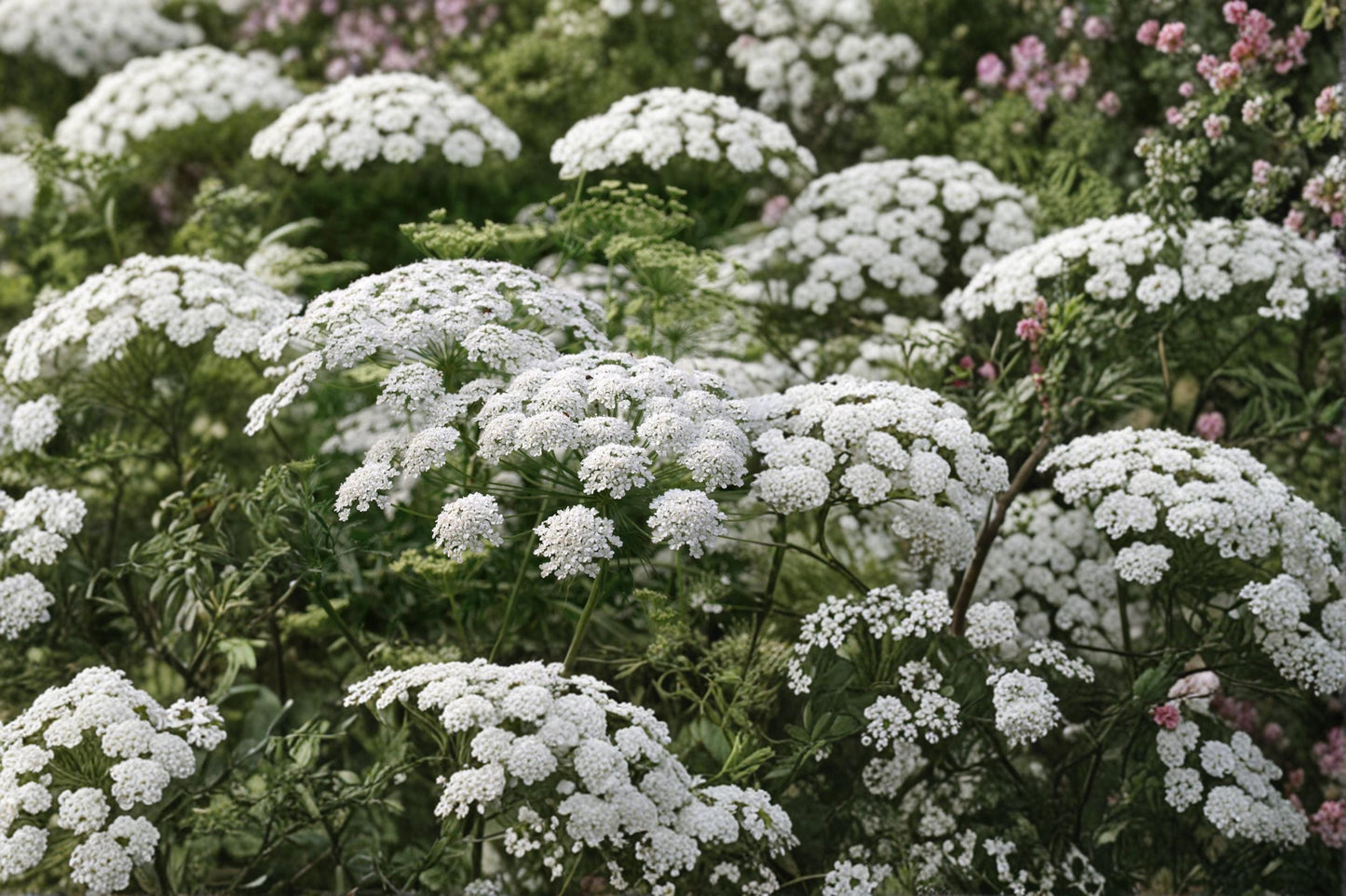 Queen Anne's Lace Seeds – Daucus carota Wildflower, White Lace-Like Flowers, Annual/Biennial, Drought Tolerant, Pollinator Friendly