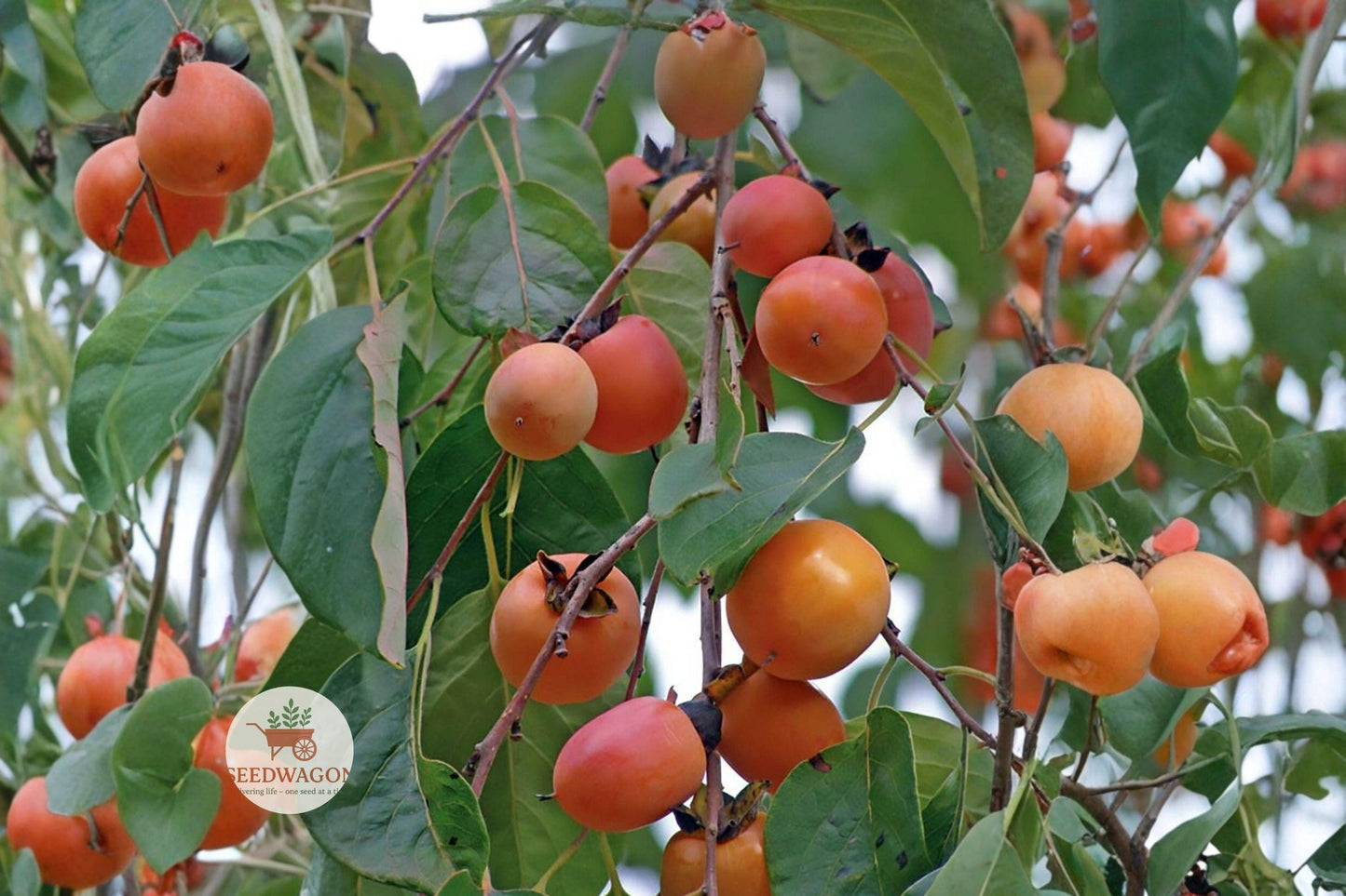 American Persimmon Seeds - Diospyros virginiana Edible Fruit Tree, Native, Hardy, Wildlife Friendly, Fall Foliage, Drought Tolerant