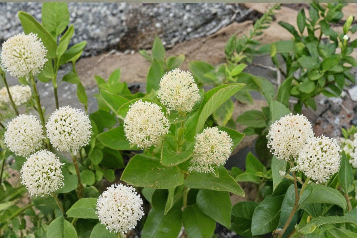 New Jersey Tea Seeds – Ceanothus americanus Native Flowering Shrub for Gardens & Landscaping