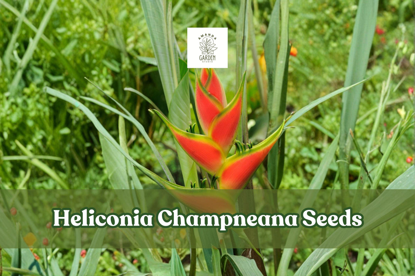 10 Heliconia champneana Seeds – Tropical Ornamental Plant with Banana-Like Foliage, Exotic Garden Flower Seeds