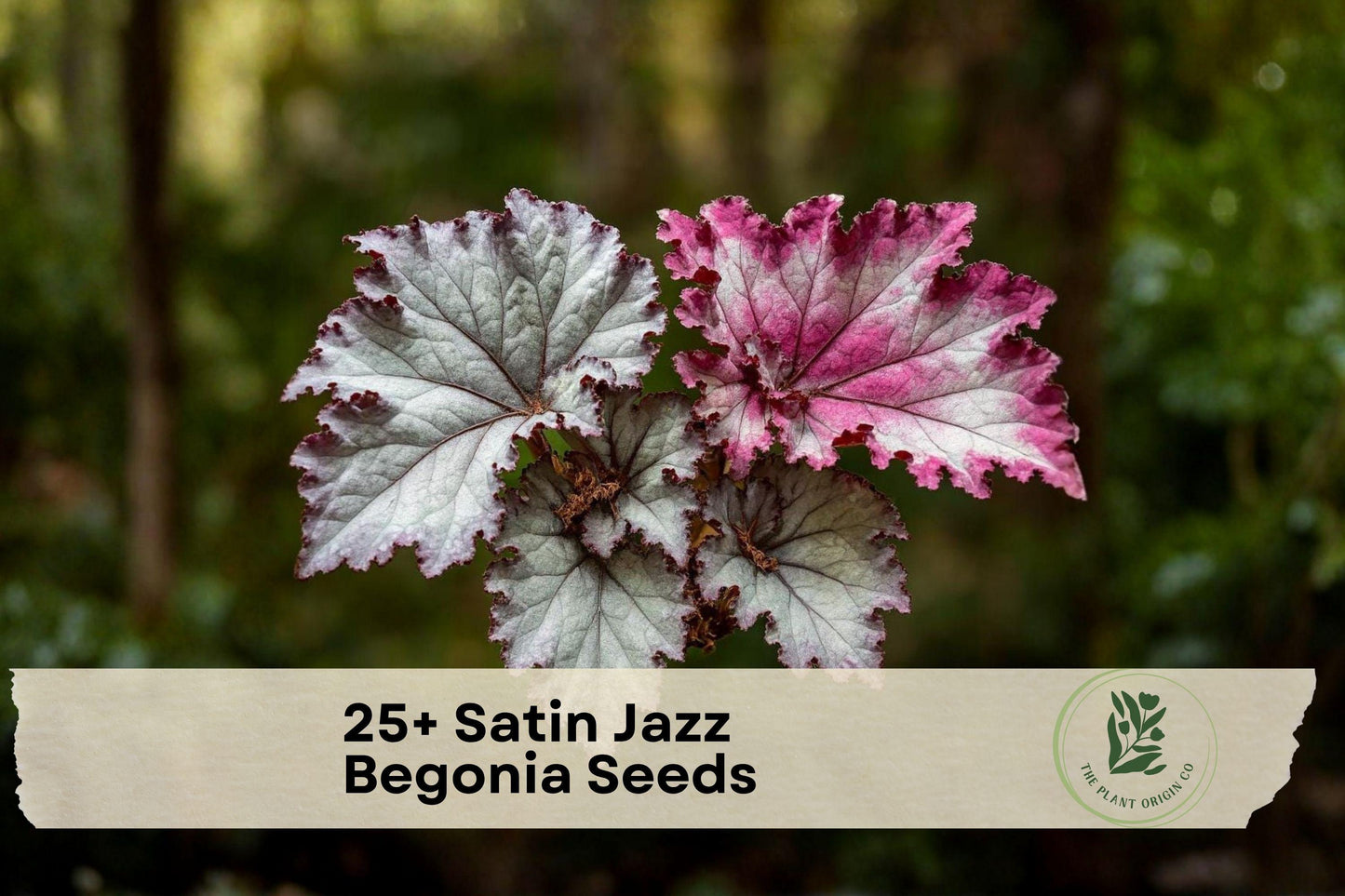 25+ Satin Jazz Begonia Seeds – Ornamental Flowering Plant for Containers, Baskets & Shade Gardens, Begonia spp.