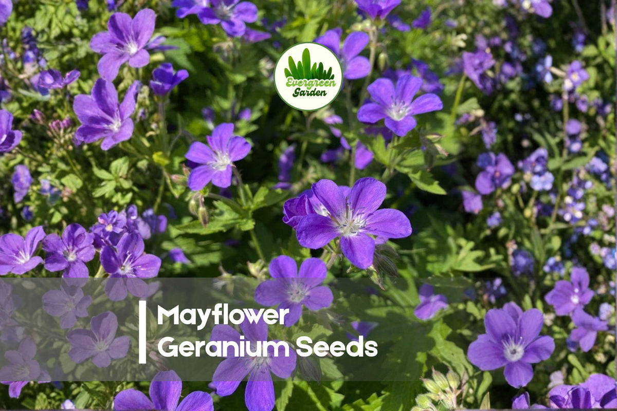 Mayflower Geranium Seeds – Pelargonium x hortorum, Bright Colorful Blooms, Container & Garden Bed, 25+ Seeds