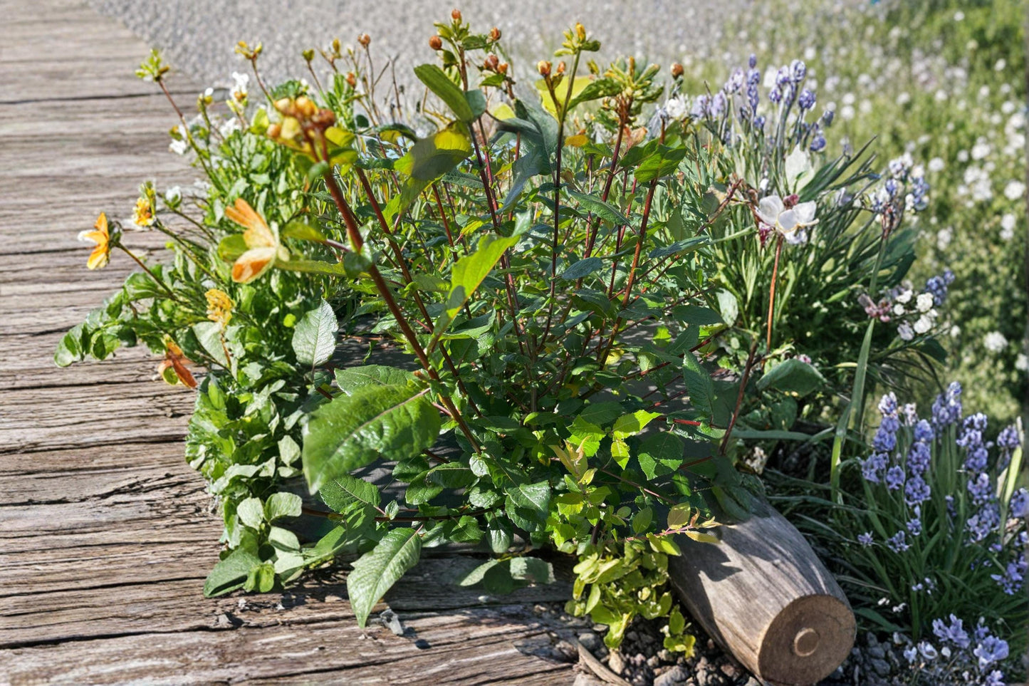 Blackskin Willow Cutting – Salix sp. Ornamental Shrub with Dark Stems for Garden Accent and Wildlife Habitat