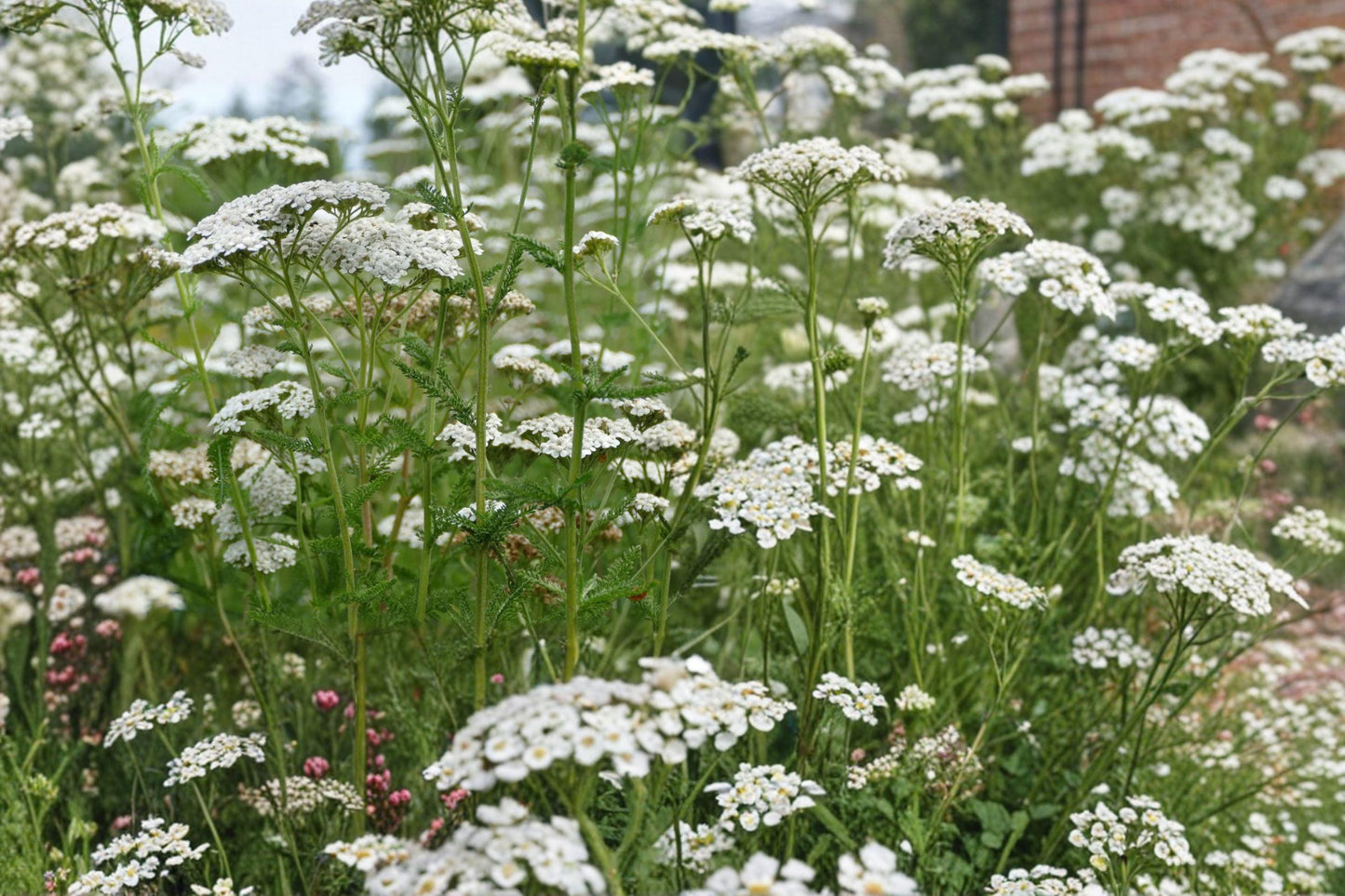 White Yarrow Seeds – Achillea millefolium Perennial Flower Seeds for Cottage Gardens, Wildflower Meadows, Pollinator Gardens