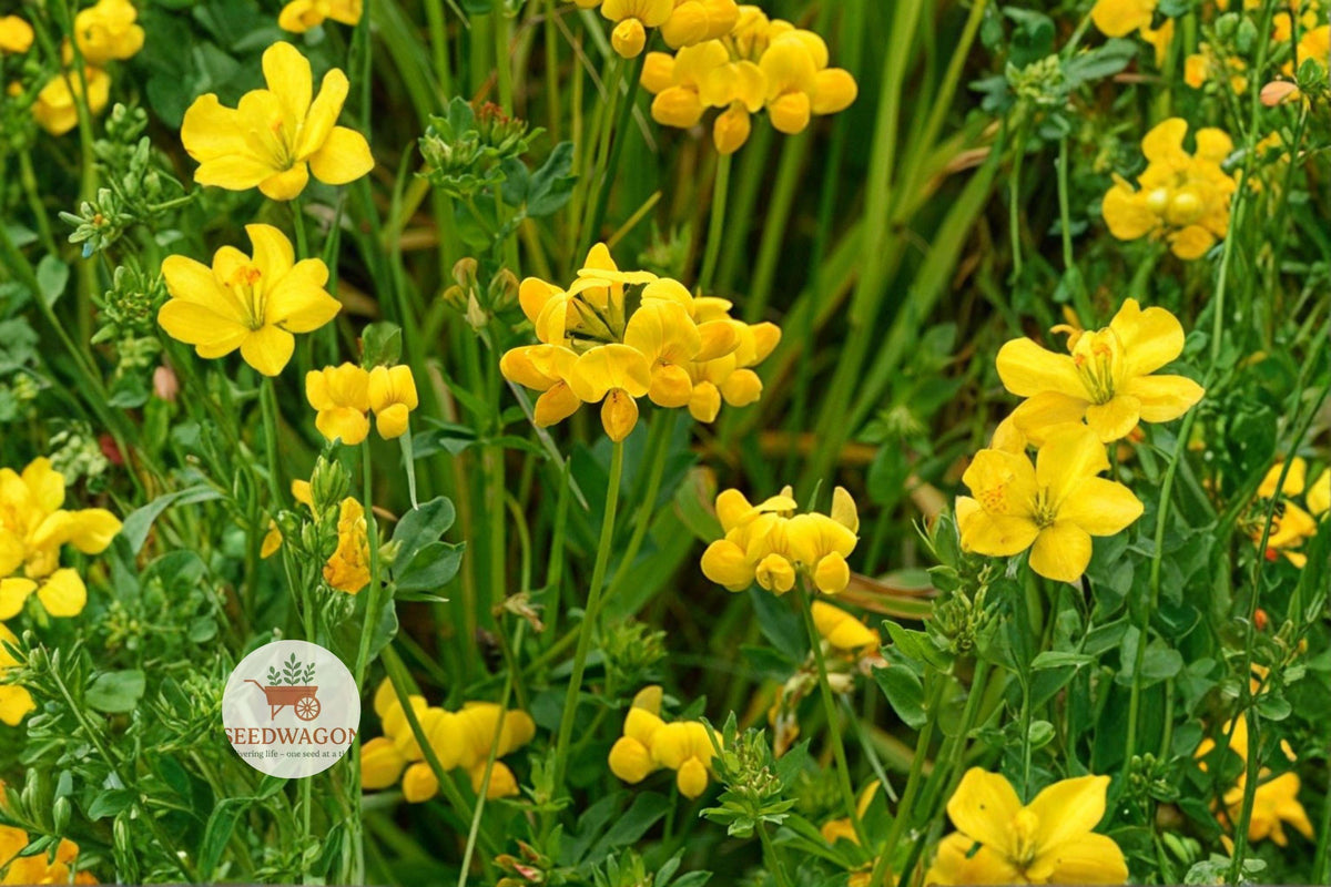 Bird's Foot Trefoil Seeds 100 Lotus corniculatus Yellow Pollinator Ground Cover Plant for Bees & Butterflies
