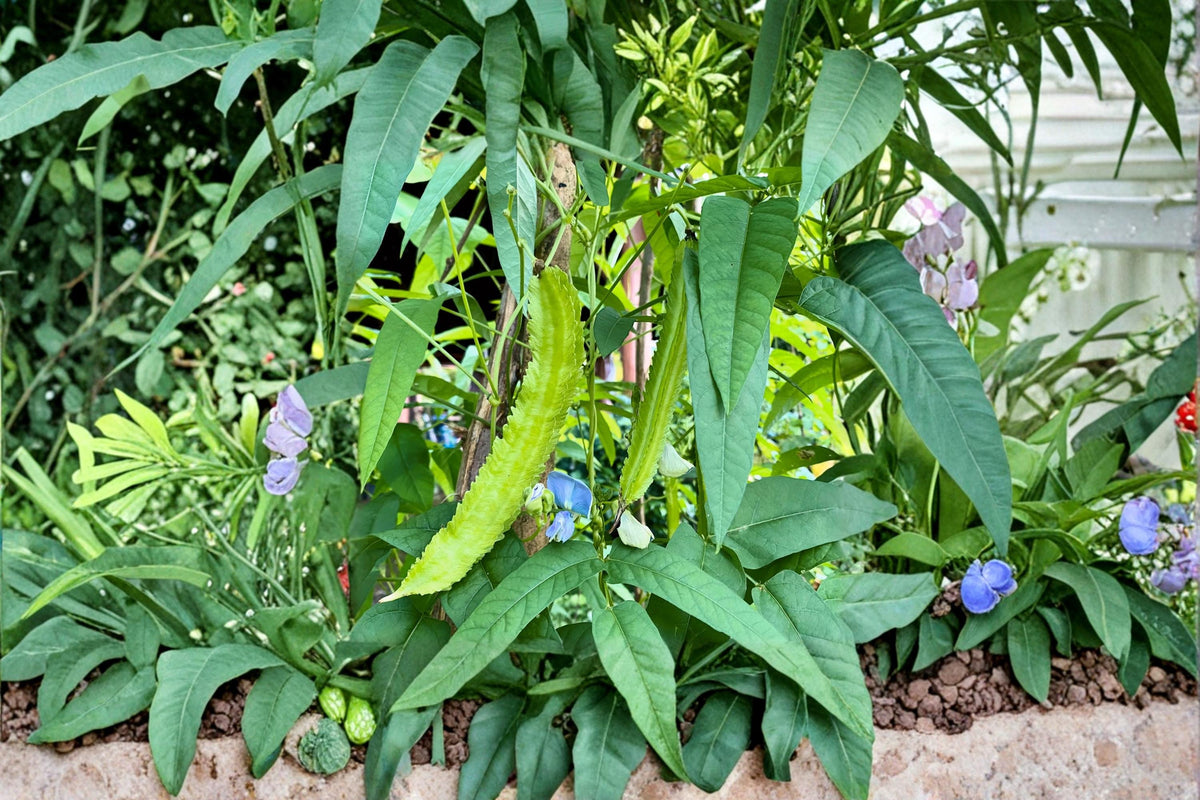 Wing Bean Seeds – Psophocarpus tetragonolobus – Tropical Climbing Vegetable with Winged Pods, Edible Landscape Plant