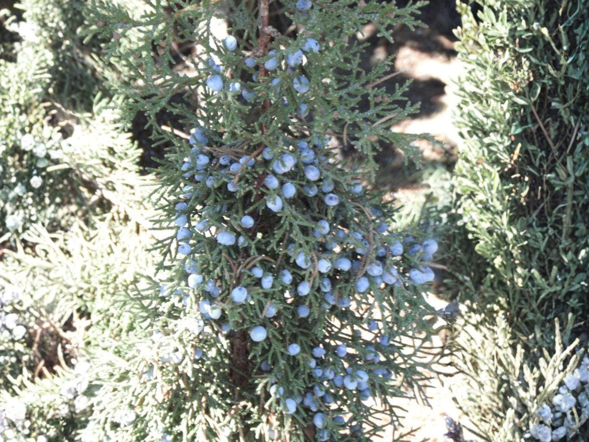 Rocky Mountain Juniper Seeds | Juniperus scopulorum | Evergreen Conifer for Landscaping & Wildlife Gardens