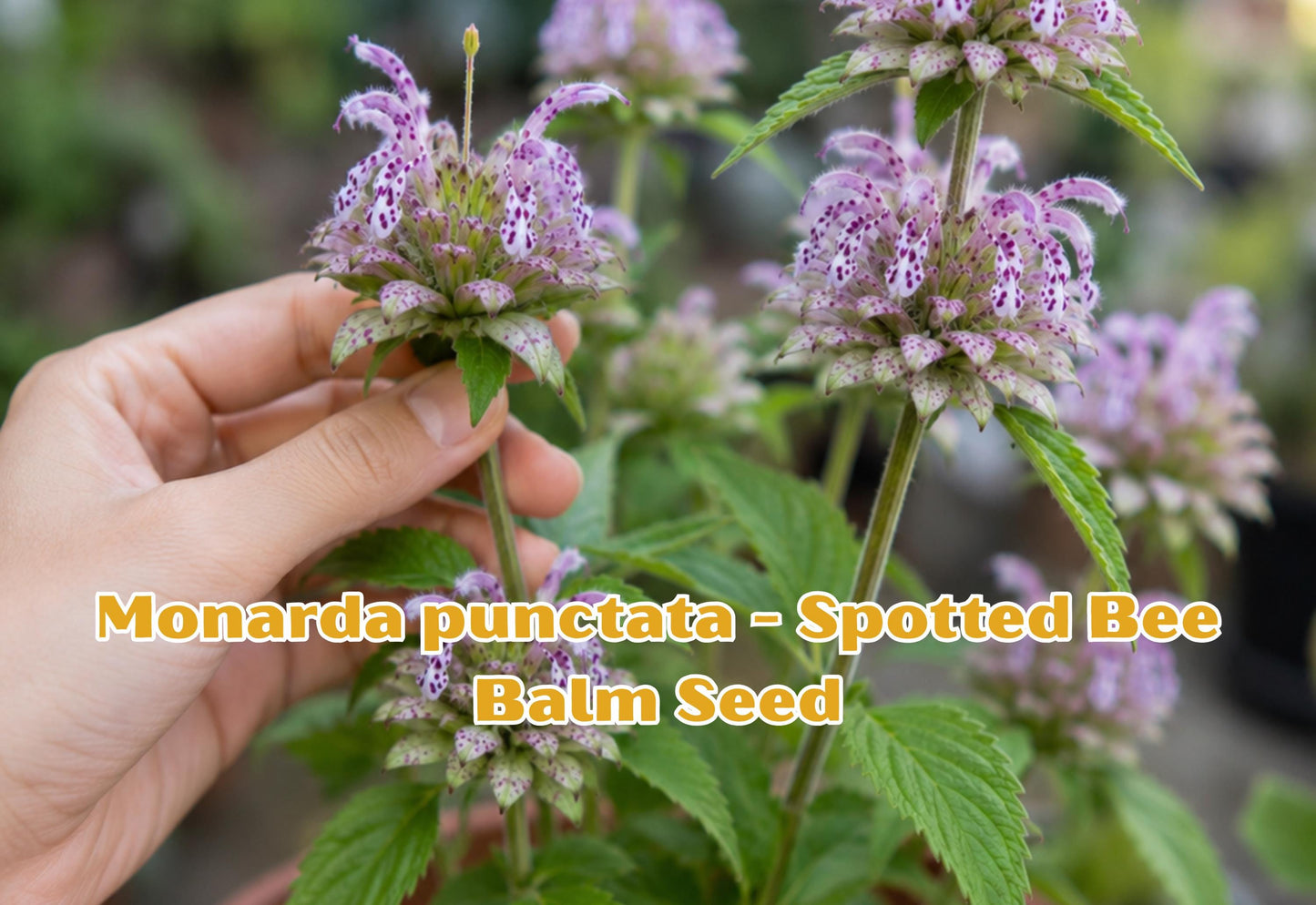 Spotted Bee Balm Seeds | Native Pollinator Herb | Drought Tolerant Wildflower | Monarda punctata | 100 Seeds