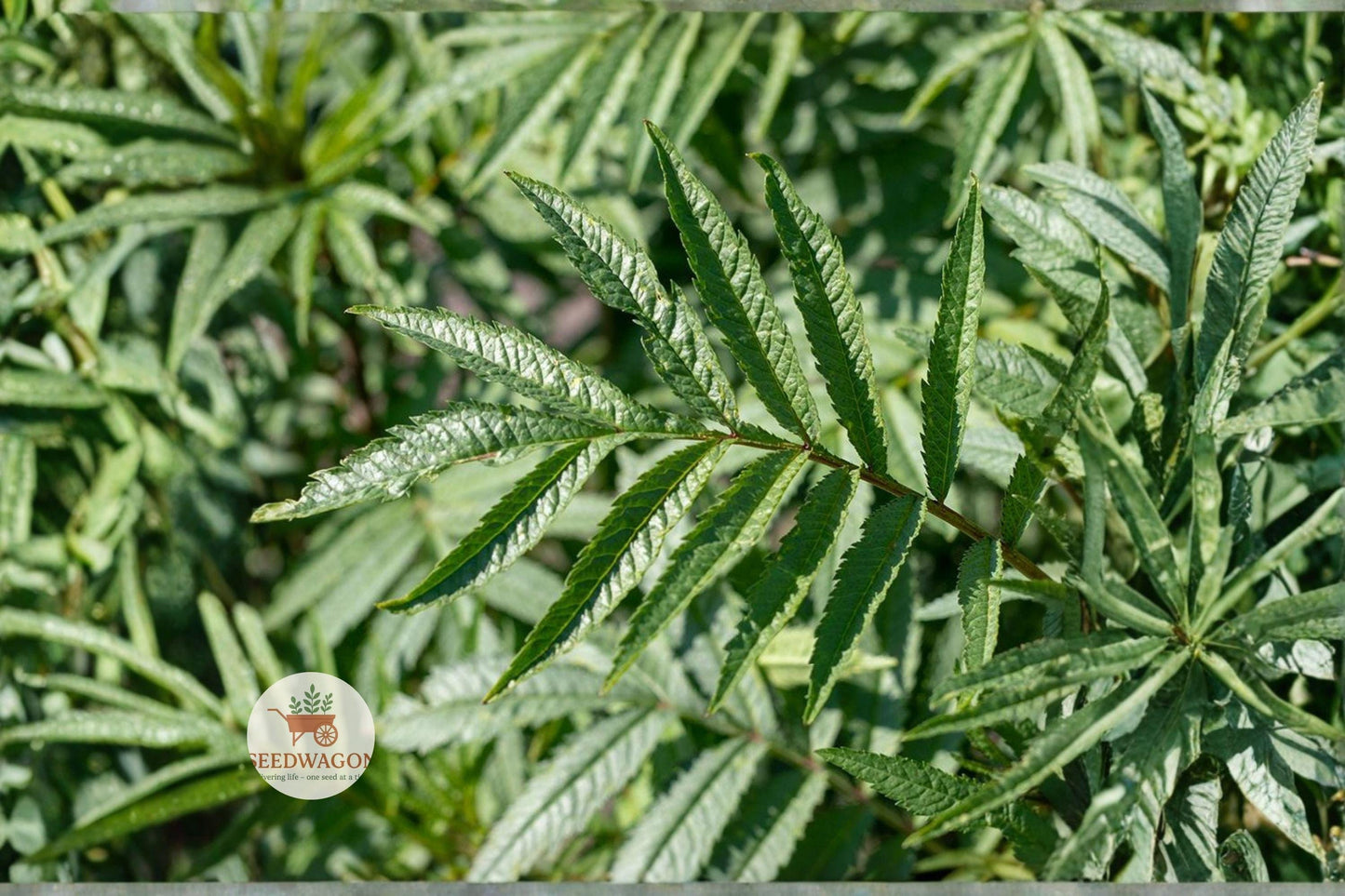Black Mint Huacatay Seeds – Heirloom Culinary Herb, Tagetes minuta, Aromatic, Pollinator-Friendly, Fast-Growing Annual