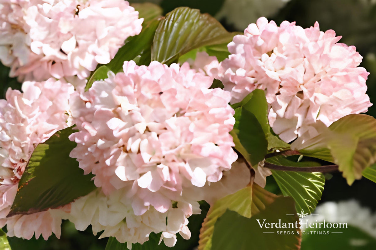 Mary Milton Japanese Snowball Shrub – Bare Root Pink Blooms, Viburnum plicatum 'Mary Milton' 12+ Inches
