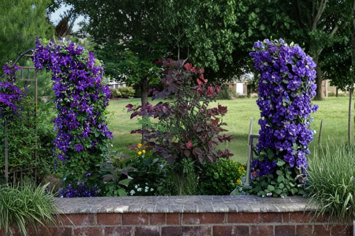 Purple Clematis Seeds – Climbing Flowering Vine for Garden Trellises – Clematis occidentalis