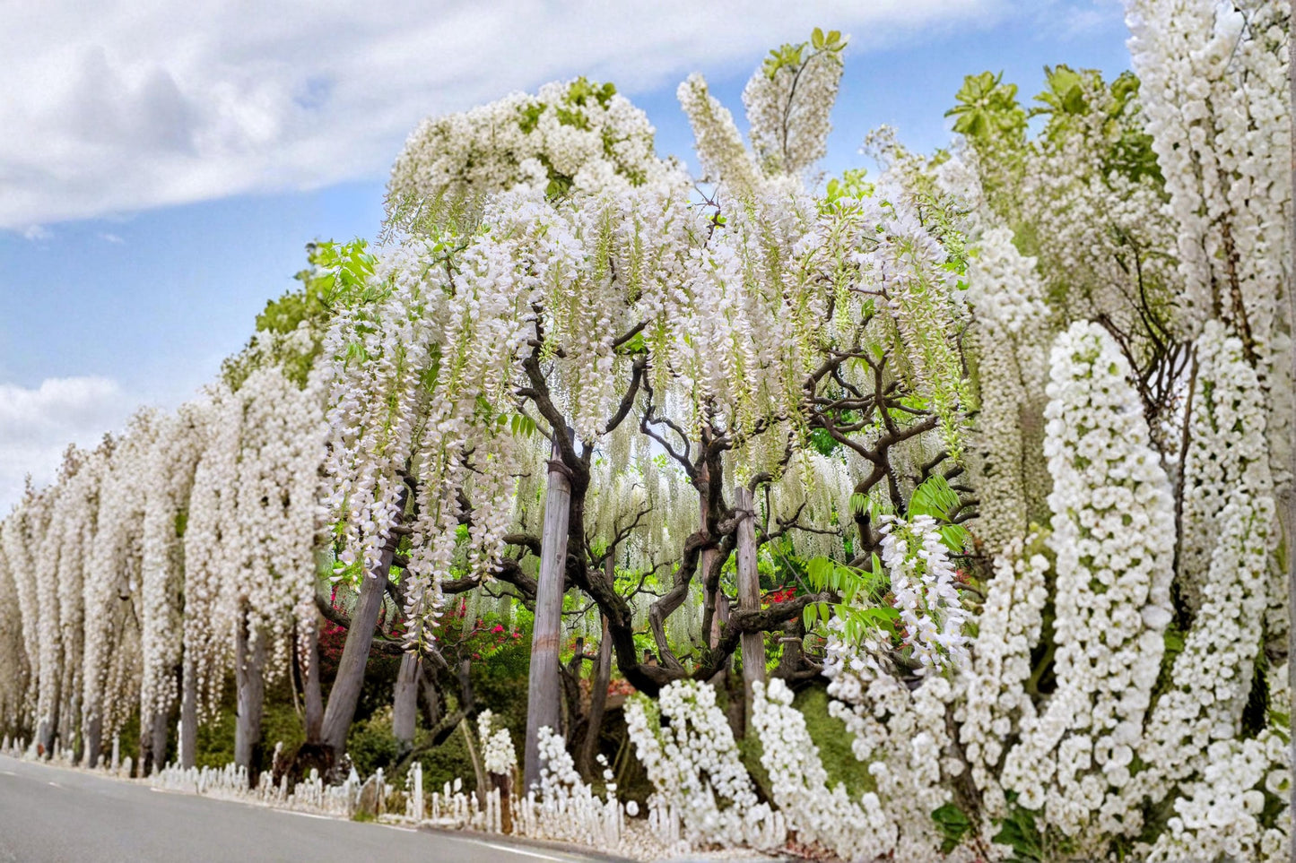 White Wisteria Seeds – Wisteria sinensis Alba Flowering Vine for Garden, Trellis & Bonsai