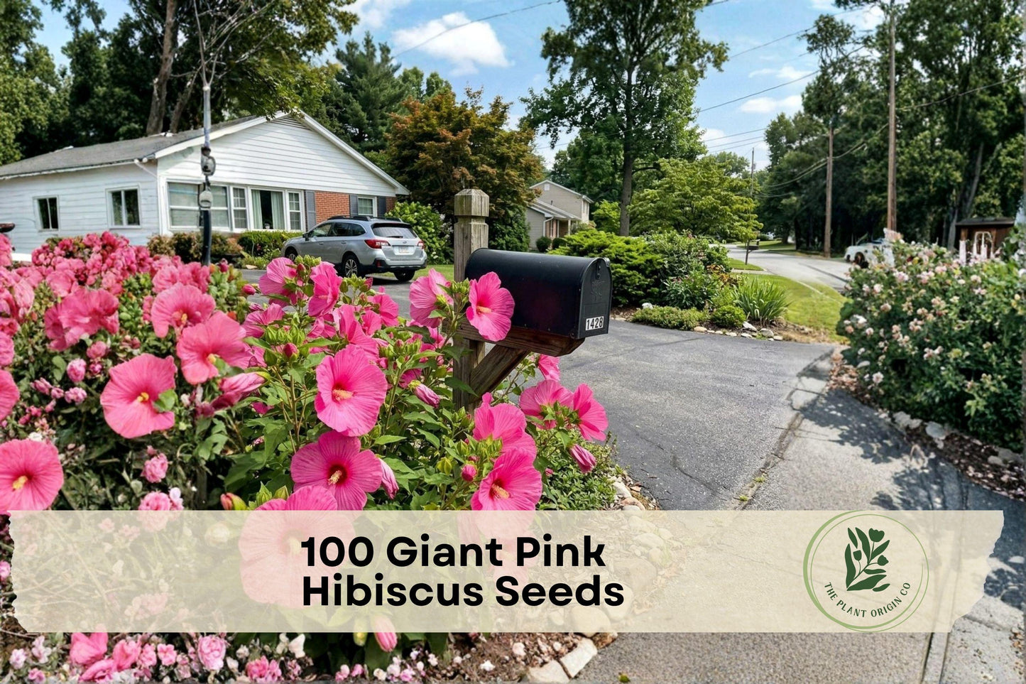 100 Giant Pink Hibiscus Seeds for Planting | Tropical Pink Flowers | Hibiscus spp. Flower Seeds