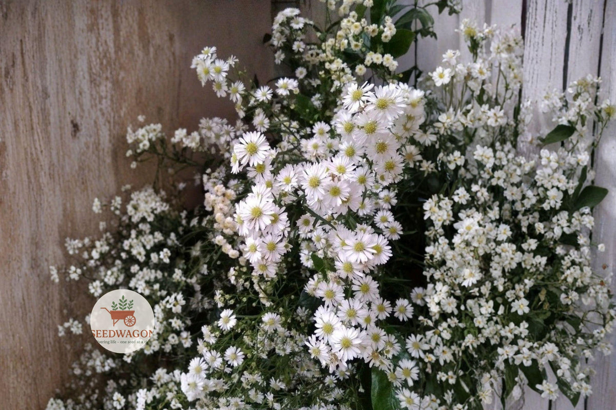 Heath Aster Seeds 100 – Symphyotrichum pilosum White Native Pollinator Wildflower for Meadows & Prairie Gardens