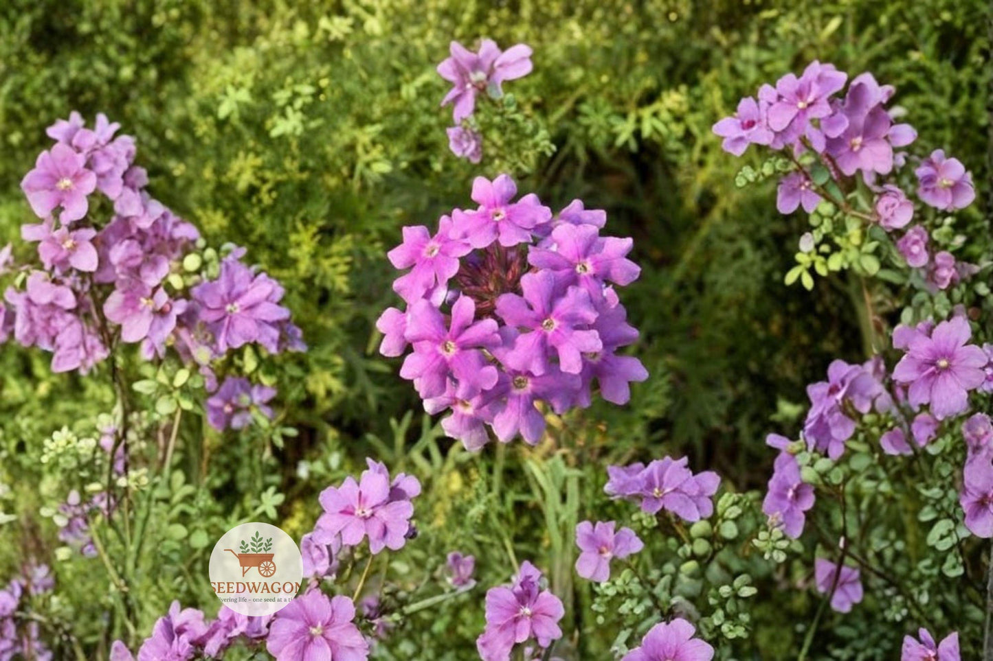 Moss Verbena Seeds - Purple Groundcover Flower, Pollinator-Friendly, Drought Tolerant, Verbena tenuisecta, 100 Seeds