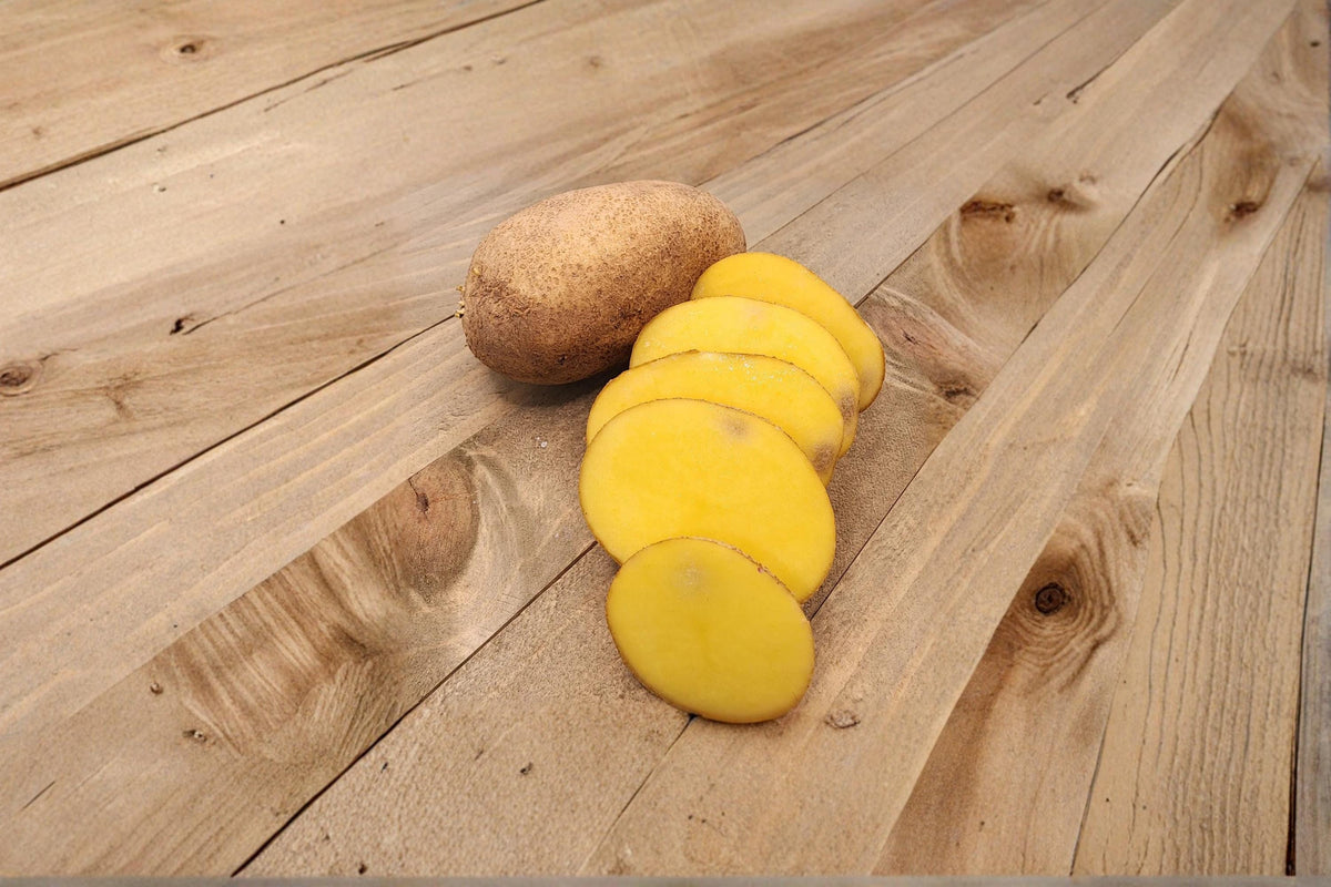 German Butterball Seed Potatoes 3 Pounds – Solanum tuberosum heirloom yellow flesh tuber crop for garden planting